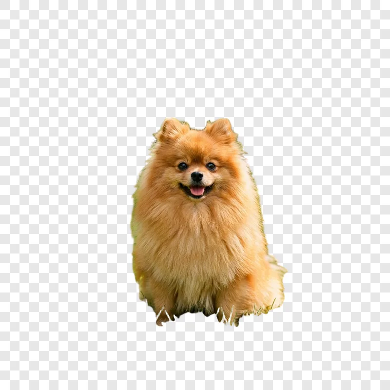 Derselbe Hund freigestellt auf transparentem Hintergrund mit intakten Fellkanten